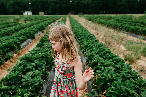 girl wandering down a row of strawberry bushes at washington farm