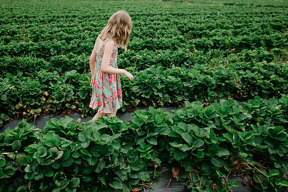 girl making her way down the lines of strawberry bushes at a farm