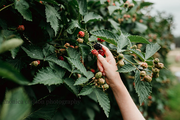 hand of a child picking blackberries