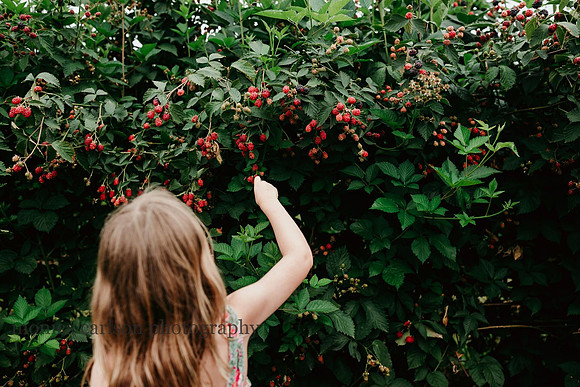 young girl picking black berries at washington farms