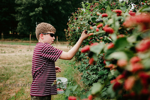 tween boy wearing sunglasses and picking raspberries