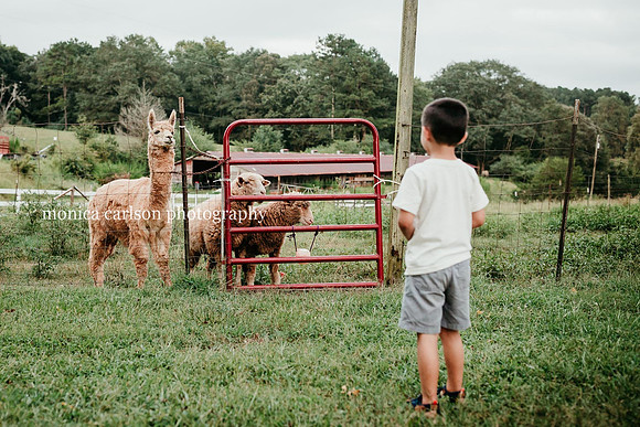 boy looking at a llama and sheep that are behind a fence in Cumming, GA