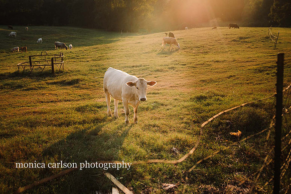 Mcclung Family by monica carlson photography