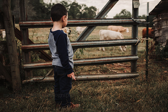 stezzi family by monica carlson photography