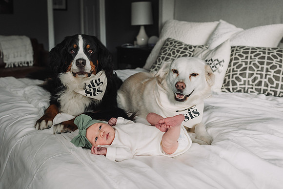 two large dogs pose with their baby on a bed