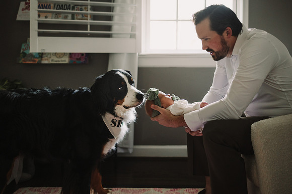 large dog sniffs new baby while dad holds