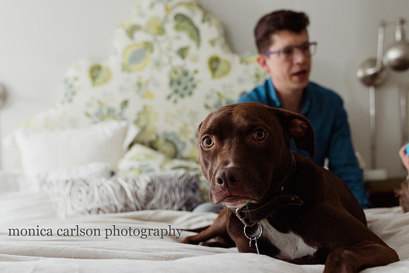 brown dog laying on a bed in its families home