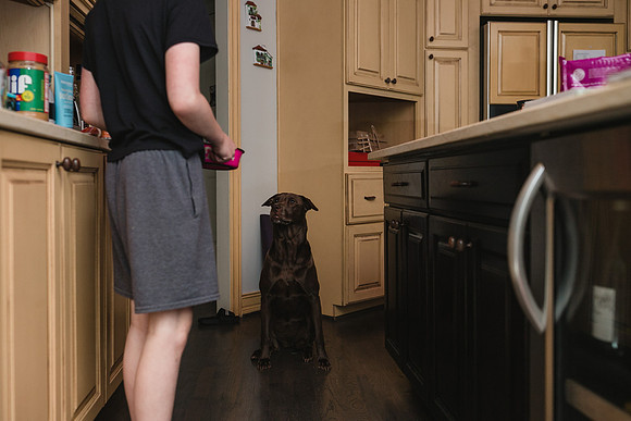 brown dog sits patiently while boy gets ready to feed