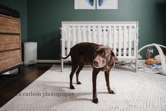 dog protectively standing in front of a crib