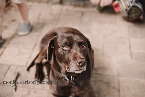 portrait of a brown dog