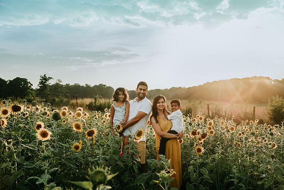 happy family of four on a field of sunflowers during a family photo session at sunset