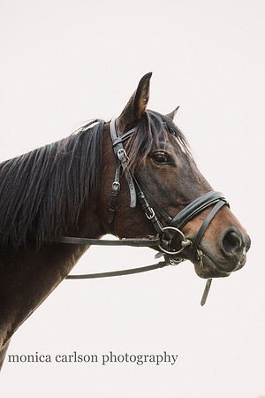 portrait of a brown horse